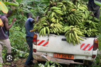 Festival Banane Plantain : recrutement de 100 jeunes entrepreneurs