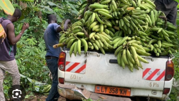 Festival Banane Plantain : recrutement de 100 jeunes entrepreneurs