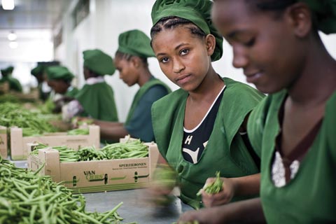 Ethiopie entreprise Hacicot