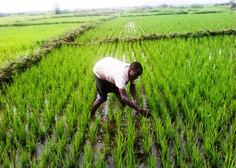 Culture du riz Investir au Cameroun