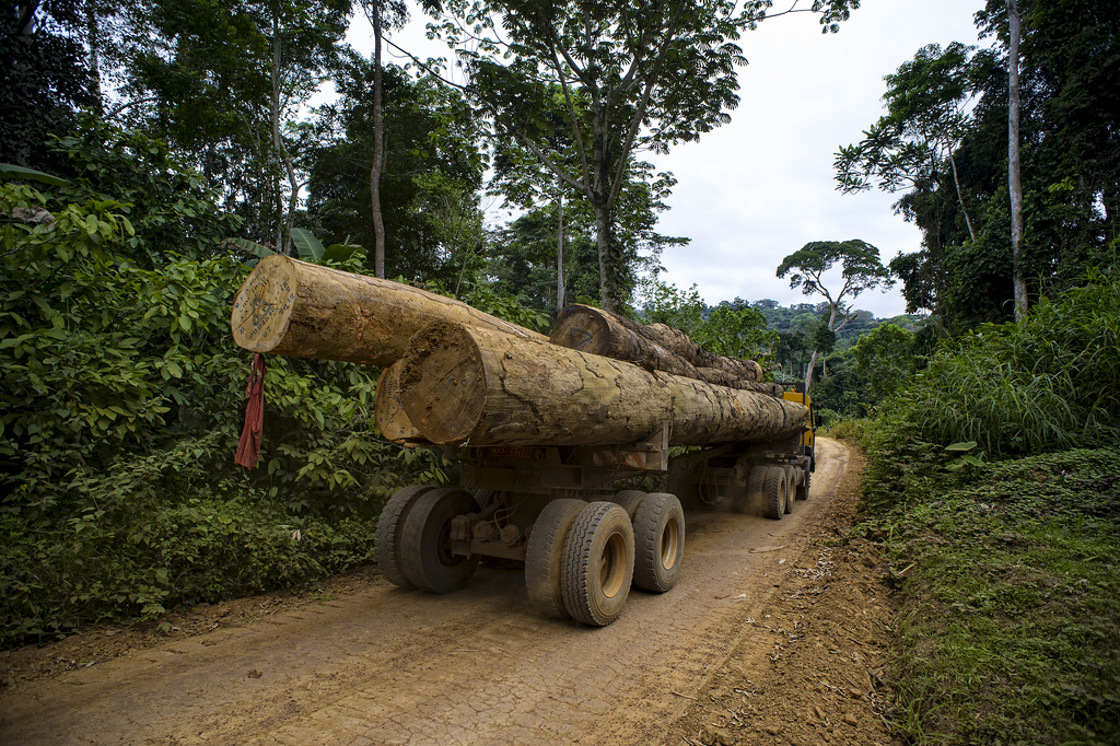 timber Cameroon