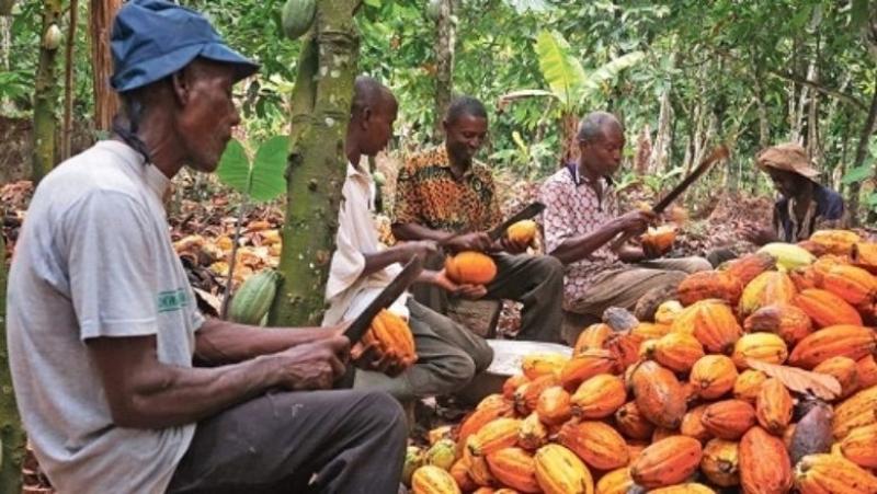 Cacao Camer