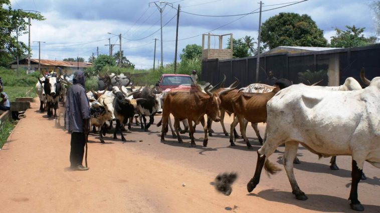 Des boeufs en divagation