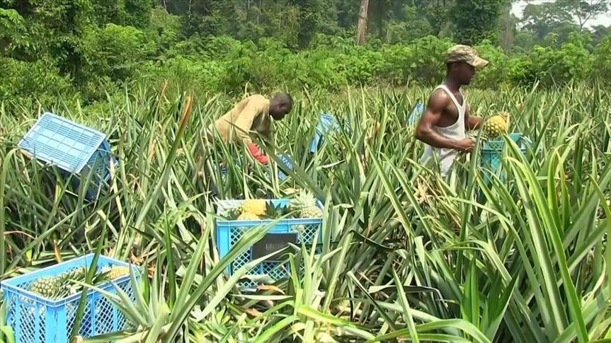 Agriculture Camer