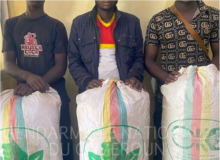Sacs de chanvre indien saisis à Douala